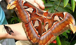 Тропические бабочки