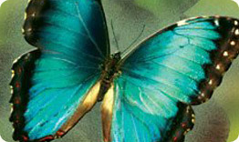Тропическе бабочки